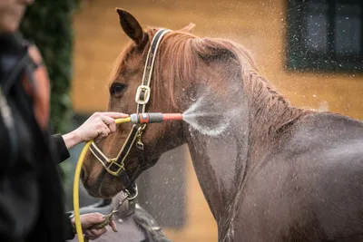 🔄 10-летний жеребец Revolution, чемпион мира среди молодых лошадей пяти  лет в 2018 году, был продан португальскому всаднику Роберто… | Instagram
