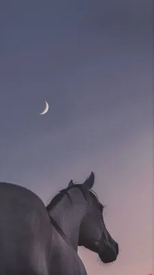Фото лошадей на обои 
