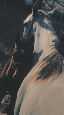 In love | Horse aesthetic, Pictures with horses, Horse love