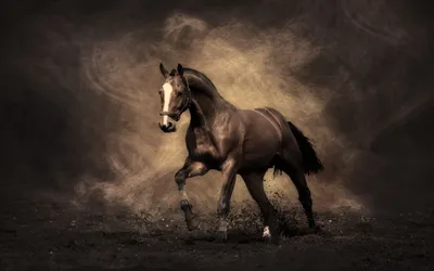 Скачать 2560x1600 лошадь, конь, тень, дым, пыль, окрас обои, картинки