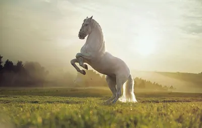 Белый конь - Фотообои на заказ в интернет магазин arte.ru. Заказать обои  Белый конь Арт - (16327)