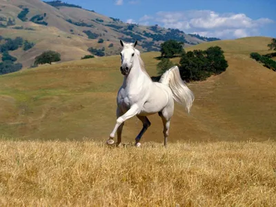 Обои для рабочего стола Белая лошадь фото - Раздел обоев: Лошади (Животные)