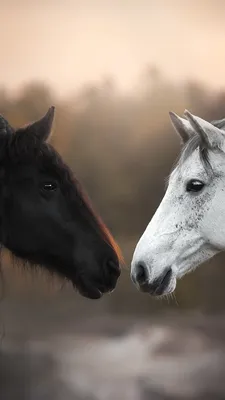 Обои Черно-белые лошади, лицом к лицу 750x1334 iPhone 8/7/6/6S Изображение