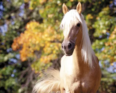 Лошадь | Animals, Horses