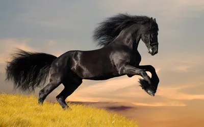 Длинноволосая коричневая лошадь стоит в поле, красивые картинки лошадей,  лошадь, животное фон картинки и Фото для бесплатной загрузки