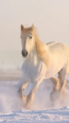 Download wallpaper: White horse running through snow 1080x1920