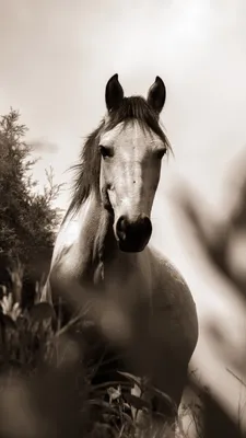 Animal/Horse | Horses, Horse wallpaper, Beautiful horses