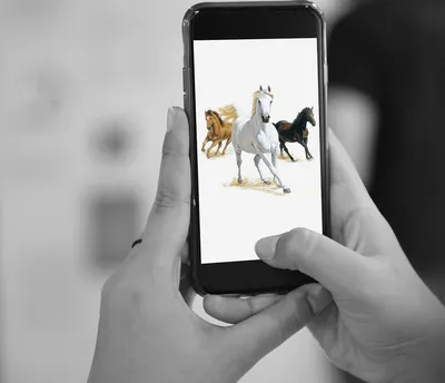 Человек Фотографии Лошади Телефон Камеры — стоковые фотографии и другие  картинки Лошадь - Лошадь, Снимать фильм, Баннер - знак - iStock