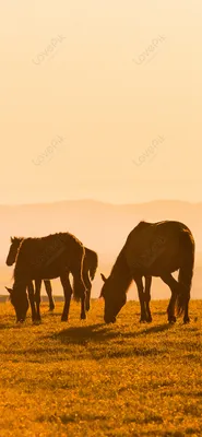 Обои на телефон Лошадь, HD картинки Лошади | Zamanilka