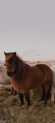 Портрет веселой лошади с таблеткой, изолированной на синем фоне. | Премиум  Фото