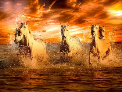 Купить Картины по номерам 40х50 «Лошадь на закате» по привлекательной цене  во Владивостоке