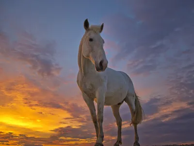 Картина по номерам \"Лошадь на закате\"