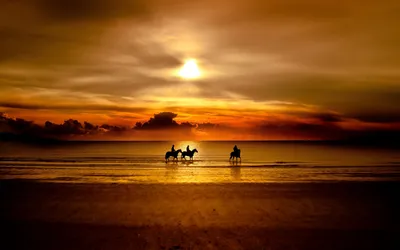Фото лошади на закате, фотография красивой лошади