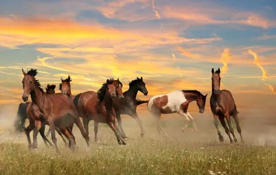 Лошади на закате. Фотограф Еремеев Евгений
