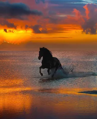 Лошадь на море (52 фото) - 52 фото