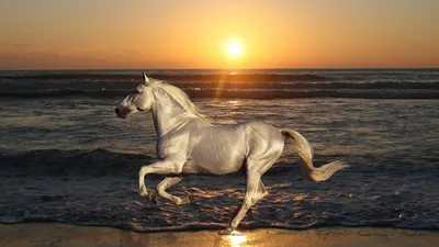 Картина \"Лошадь на фоне заката\" | Интернет-магазин картин \"АртФактор\"