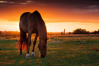 Картинки лошадь Поля Рассветы и закаты Трава животное