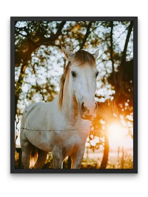 Картины и живопись \"Табун белых лошадей на закате рисунок\" - арт 025000281  | Купить в интернет-магазине Фото в дом - Фото в дом