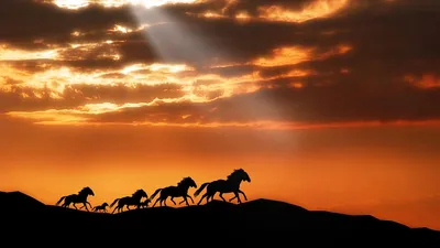 Лошадь в поле ромашковом на закате…» — создано в Шедевруме