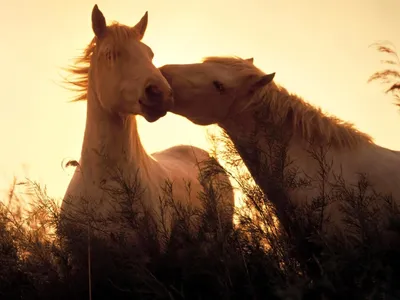 Сумасшедшая, радостная, счастливая лошадь и закат - онлайн-пазл