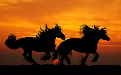 Бесплатные Лошади на закате стоковые фотографии | FreeImages