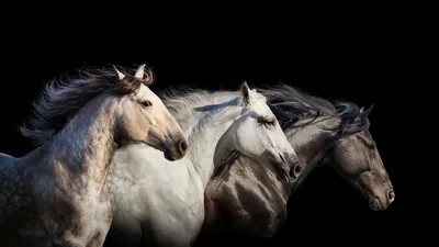 Картинки Лошади втроем Животные Черный фон 3840x2160 Трое 3 | Обои с  животными, Лошади, Животные
