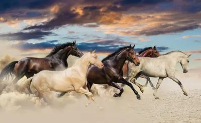 3д фото обои животные 254x184 см Скачущий табун свободных лошадей  (2964P4)+клей купить по цене 850,00 грн