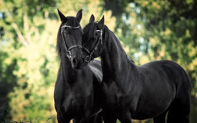 Обои на рабочий стол Пара лошадей черного окраса, обои для рабочего стола,  скачать обои, обои бесплатно