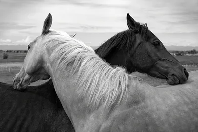 Фото Лошади Двое животное