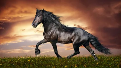 Обои лошадь, 5k, 4k, копыта, грива, скачет, черная, белый фон, арт, horse,  5k, 4k wallpaper, hooves, mane, galloping, black, sunset, green grass, sky,  clouds, ОС #1531