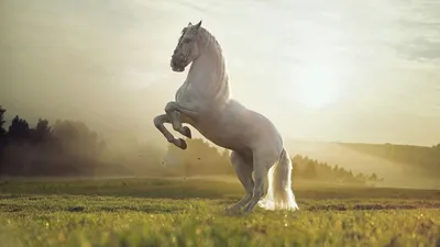 Картинки фото, природа, лошадь, весна, красиво - обои 2560x1440, картинка  №133611 | Horse wallpaper, Horses, Horse pictures