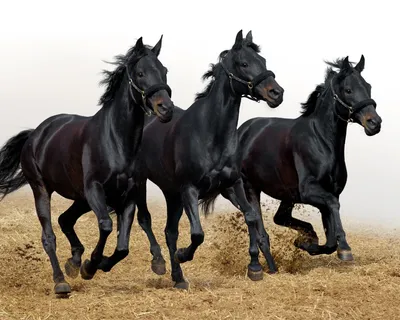 Скачать обои и картинки три, лошади, кони, бегут, скачут, грива, чёрные,  хвост, копыта для рабочего стола в разрешении 2560x2048