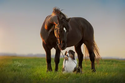 Обои на рабочий стол Собака держит поводок лошади в своей пасти, фотограф  Писарева Светлана, обои для рабочего стола, скачать обои, обои бесплатно