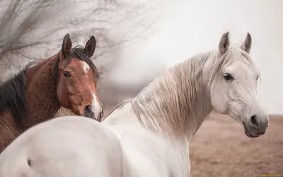 Лошади обои - 72 фото