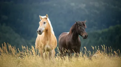200+ Лошадь - обои на рабочий стол HD | Скачать Бесплатно картинки