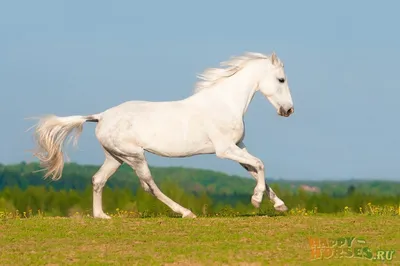 Фото лошадей орловской породы фотографии