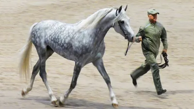 ОРЛОВСКИЙ РЫСАК - лошадь-легенда! #ИППОсфера 2019 конная выставка /Орловская  рысистая порода лошадей - YouTube
