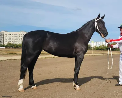 Ежегодный аукцион лошадей орловской рысистой породы на МКЗ 1
