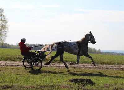 ОРЛОВСКИЙ РЫСАК самая знаменитая РУССКАЯ порода! Ринг Рысаки России  Выставка лошадей #ИППОсфера 2019 - YouTube