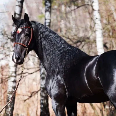 Орловский рысак: Лучшая в мире порода лошадей создана русскими из-за