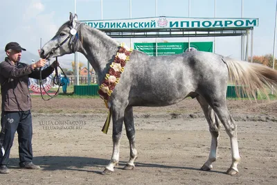ПОЛОЖЕНИЕ Чемпионата России лошадей орловской рысистой породы - Конная  Россия