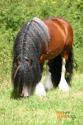 Центр Агроаналитики» составил топ необычных пород лошадей | Ветеринария и  жизнь