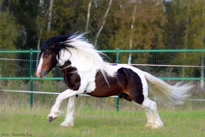 Интересные факты о лошадях породы тинкер | ВКонтакте