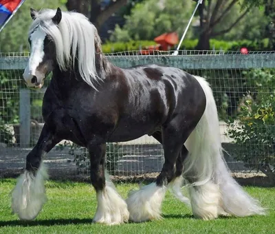 Порода лошадей тинкер | Horse blog by Masha | Дзен