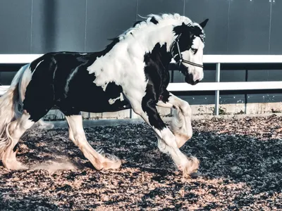 Лошадь породы GYPSY VANNER. Одна из самых дорогих в мире | Пикабу