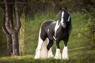 Новые породы лошадей: фото и видео, описание, характеристика