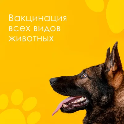 Зоомагазин в Новосибирске - каталог товаров для животных | Официальный сайт  интернет-магазина Мокрый нос