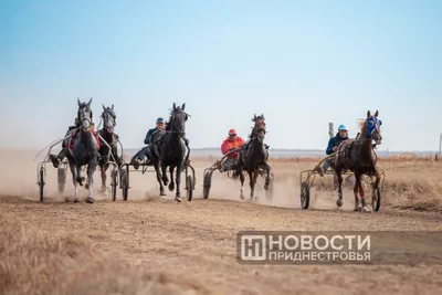 80 лошадей с наездниками летали над барьерами в Хирвостях – фото › Статьи ›  47новостей из Ленинградской области