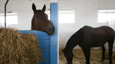 Лошади КСК Левадия, конюшня, horse, stable | Лошади КСК Лева… | Flickr