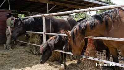 Всю коллекцию лошадей Княжеской конюшни представили гостям в “Парке  Киевская Русь”